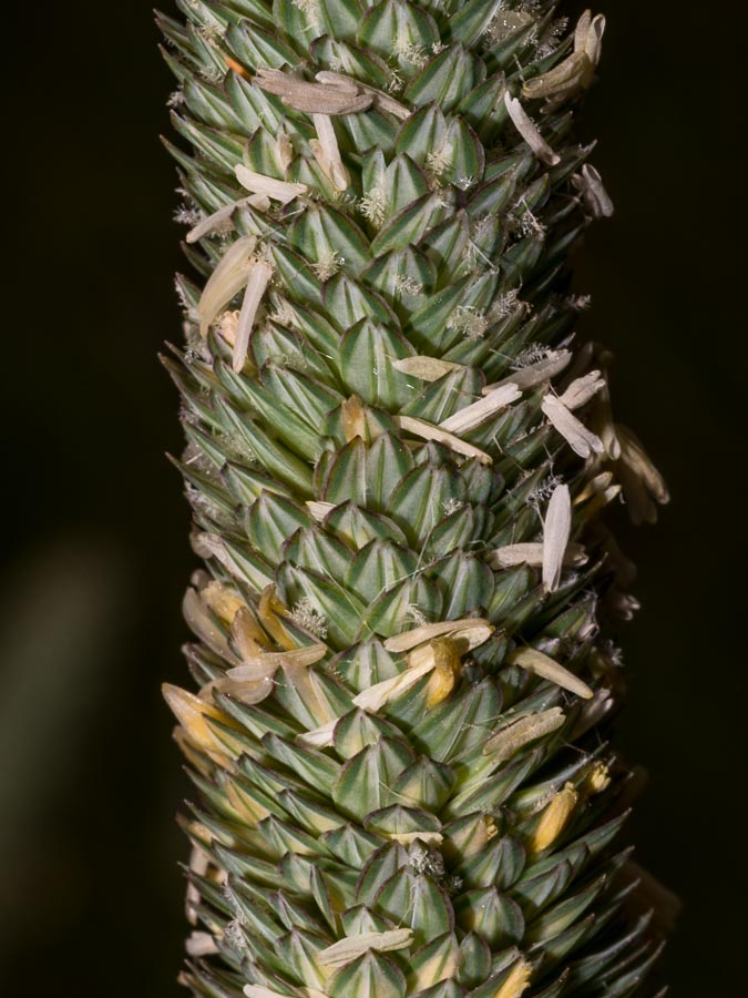 Phalaris aquatica  / Scagliola bulbosa